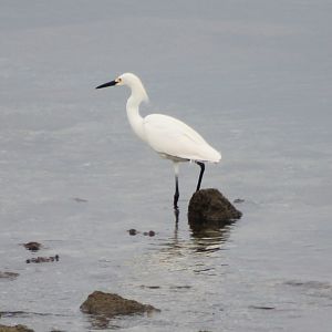 Snowy egret