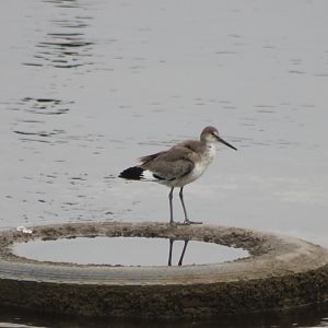 Willet
