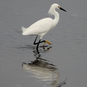 Snowy egret