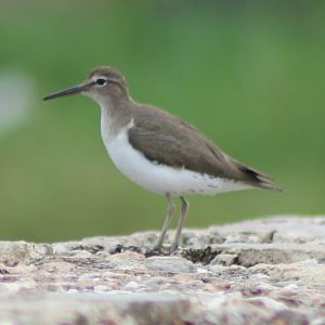 Spotted sandpiper