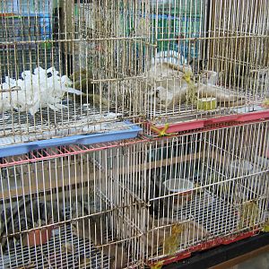 squirrel stall, Chatuchak Weekend Market, January 2014