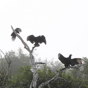 Black vultures