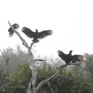Black vultures