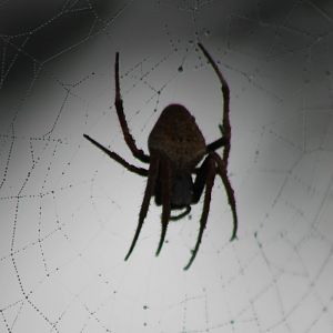 Spider species