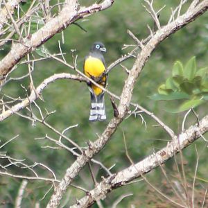 Black-headed trogon