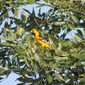 Hooded oriole