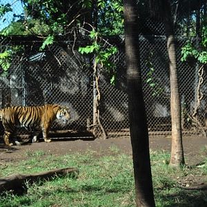 Sumatran Tiger