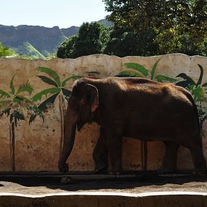Asian Elephant (old exhibit)