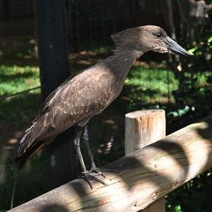 Hamerkop