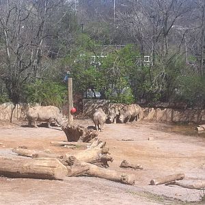 4/2/2013 - White Rhino Exhibit