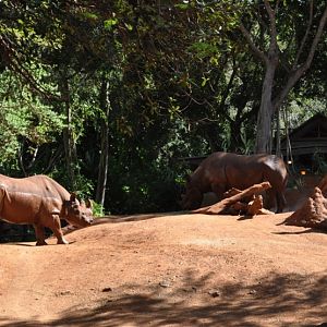 Black Rhinoceros