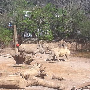 4/2/2013 - White Rhinos