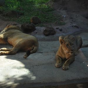 African Lions