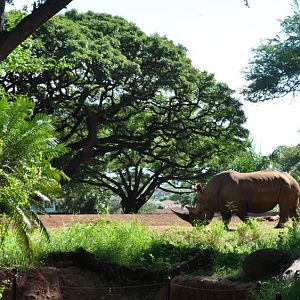 White Rhinoceros