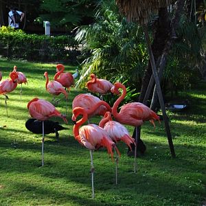 Flamingos (Sp?)