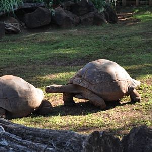 Galapagos Tortoises