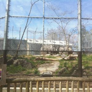 4/2/2013 - Malayan Tiger Exhibit