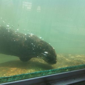 4/2/2013 - River Otter Underwater
