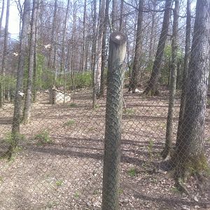 4/2/2013 - Red Wolf Exhibit