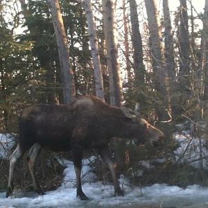 Moose - Alaska