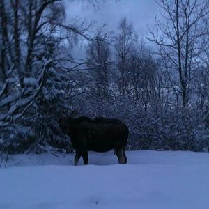 Moose - Alaska