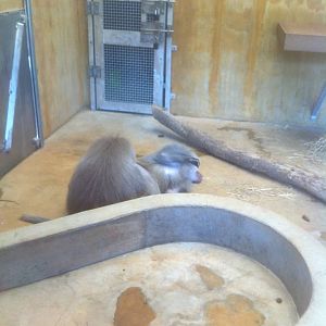 4/2/2013 - Hamadryas Baboons