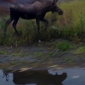 Moose - Alaska