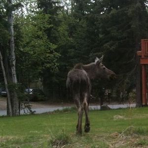 Moose - Alaska