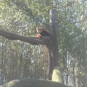 4/2/2013 - Red Panda Exhibit #1