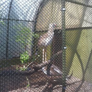 4/2/2013 - Red Legged Seriema Exhibit