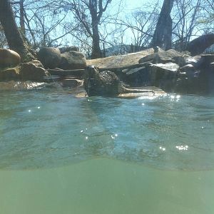 4/2/2013 - River Otter Exhibit