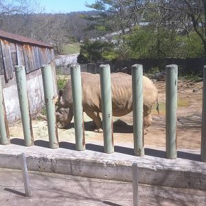 4/2/2013 - Smaller White Rhino Exhibit