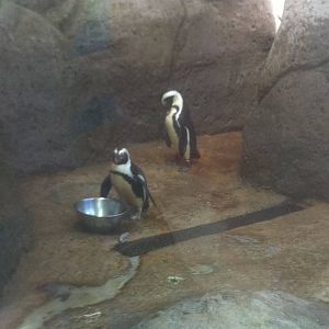 4/2/2013 - Penguin Rock