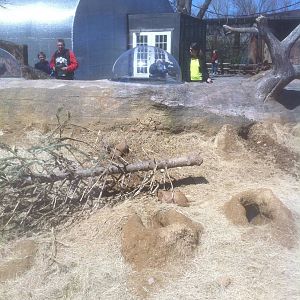 4/2/2013 - Half of Prairie Dog Exhibit