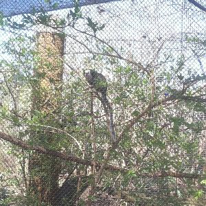 4/2/2013 - Geoffrey's Marmoset Exhibit