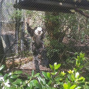 4/2/2013 - Geoffrey's Marmoset