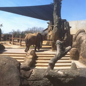 4/2/2013 - Stokely African Elephant Preserve