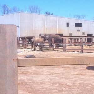 4/2/2013 - Stokely African Elephant Preserve