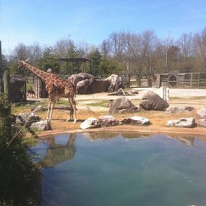 4/2/2013 - Mixed Species Exhibit