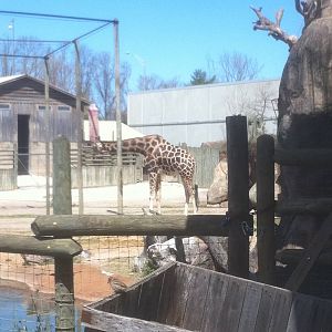 4/2/2013 - Giraffe