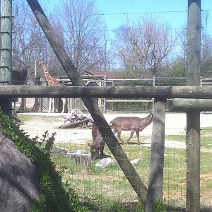 4/2/2013 - Mixed Species Exhibit