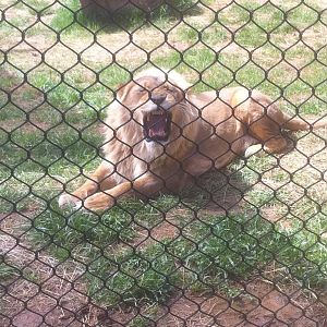 4/2/2013 - Male Lion