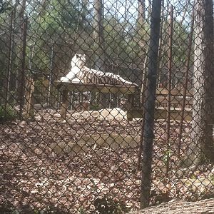 4/2/2013 - White Bengal Tiger Exhibit