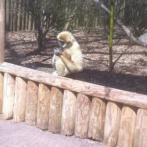 4/2/2013 - White-Cheeked Gibbon