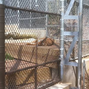 4/2/2013 - Malayan Tiger