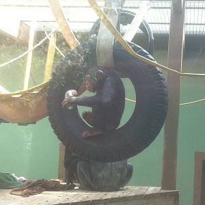 4/2/2013 - Part of Indoor Chimpanzee Exhibit