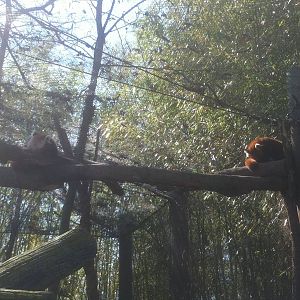 4/2/2013 - Red Panda Exhibit #1