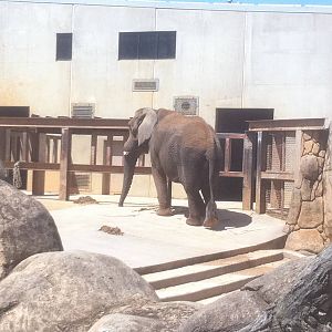 4/2/2013 - Stokely African Elephant Preserve - Exhibit 1