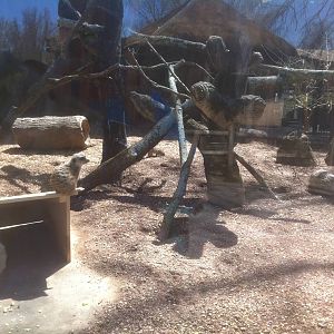 4/2/2013 - Meerkat Exhibit