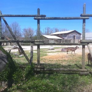 4/2/2013 - Mixed Species Exhibit